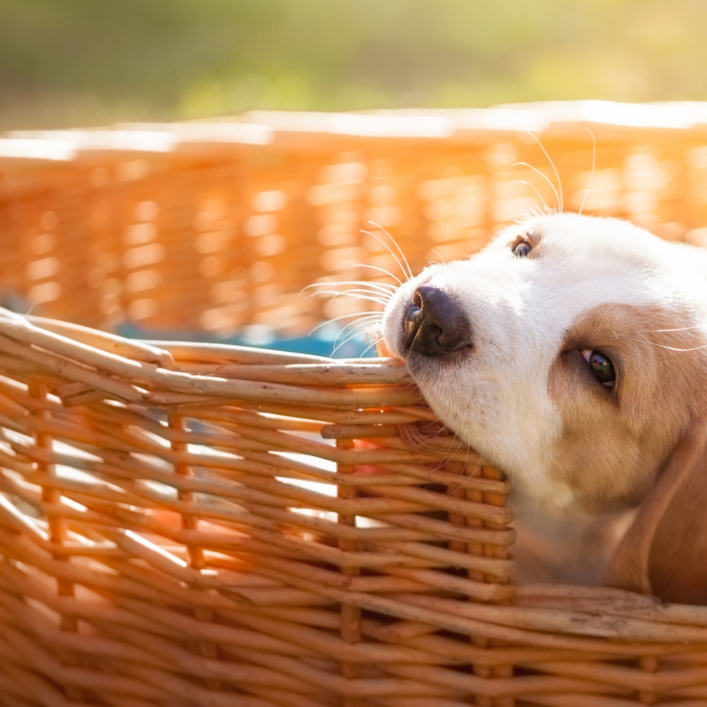 Маленький щенок грызет плетеную корзину