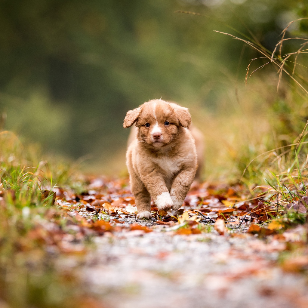 Маленький щенок бежит по дорожке  