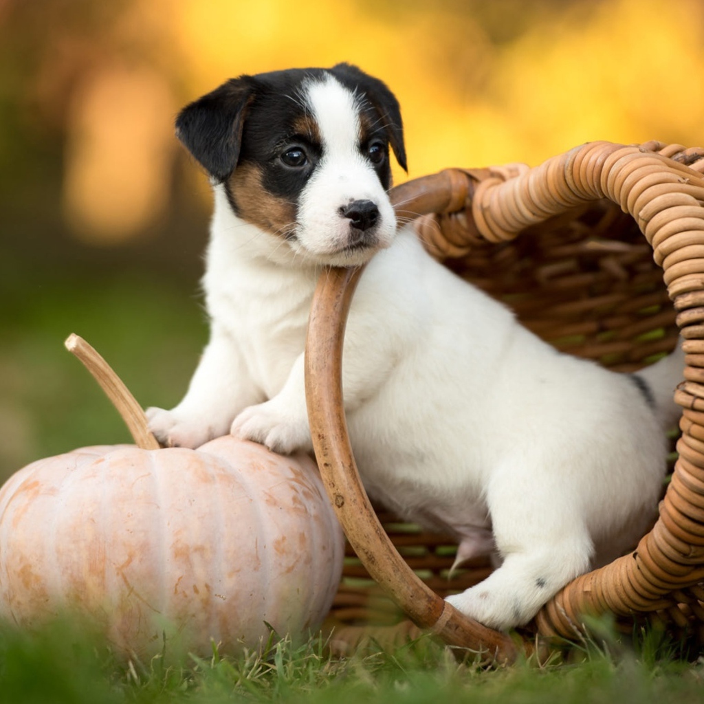Маленький щенок сидит в корзине на зеленой траве с тыквой