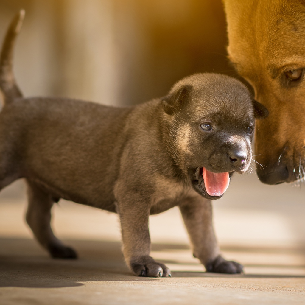 Маленький щенок с открытой пастью 