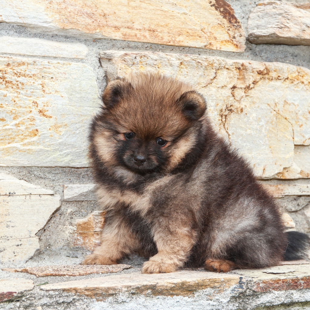 Маленький грустный щенок померанского шпица у стены 