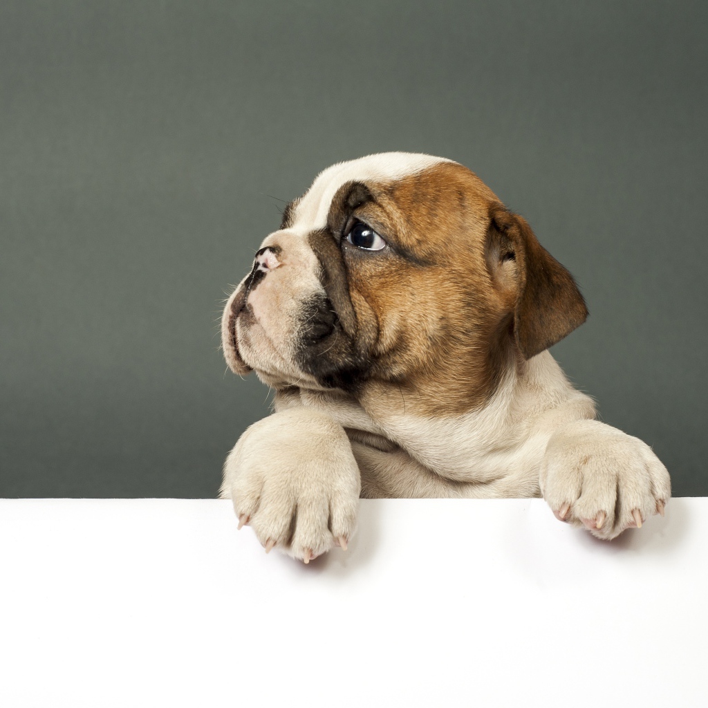 Маленький грустный щенок английского бульдога на сером фоне