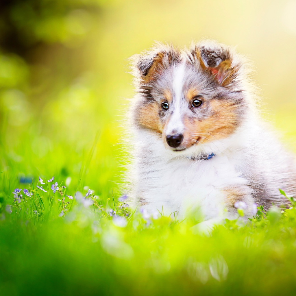 Маленький щенок шелти сидит в траве 