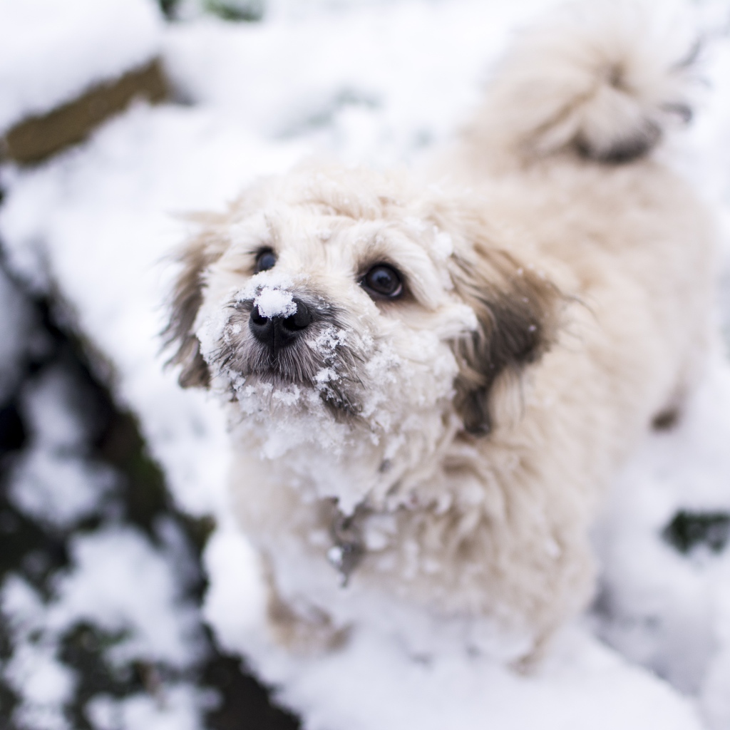 Маленький белый пес в снегу