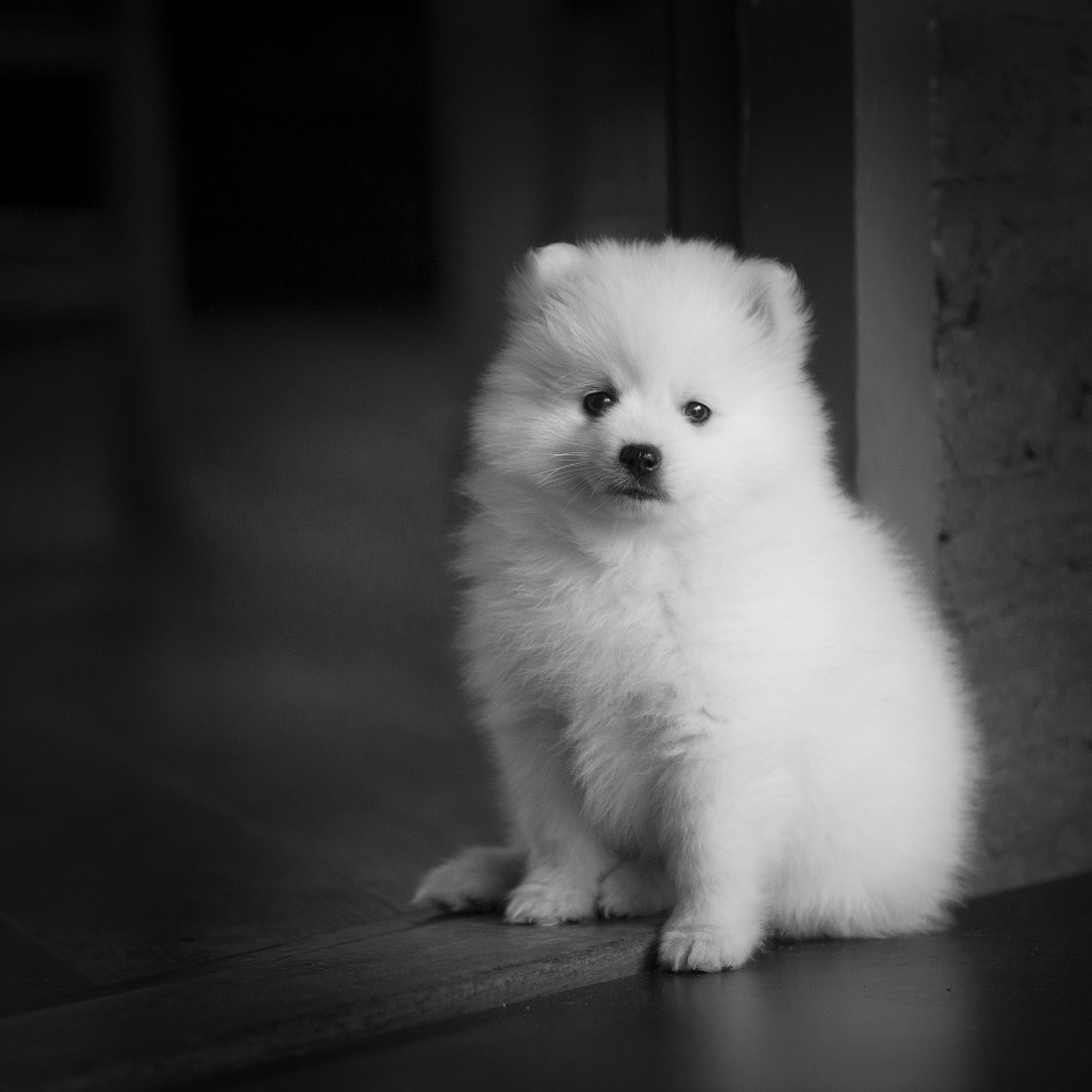 Маленький белый щенок шпица у двери 