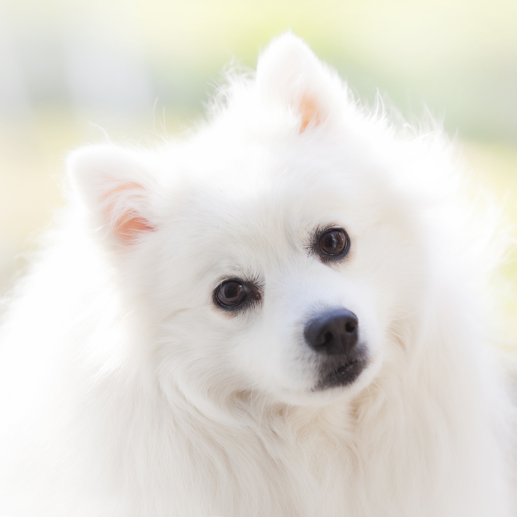 Взгляд белой кареглазой пушистой собаки