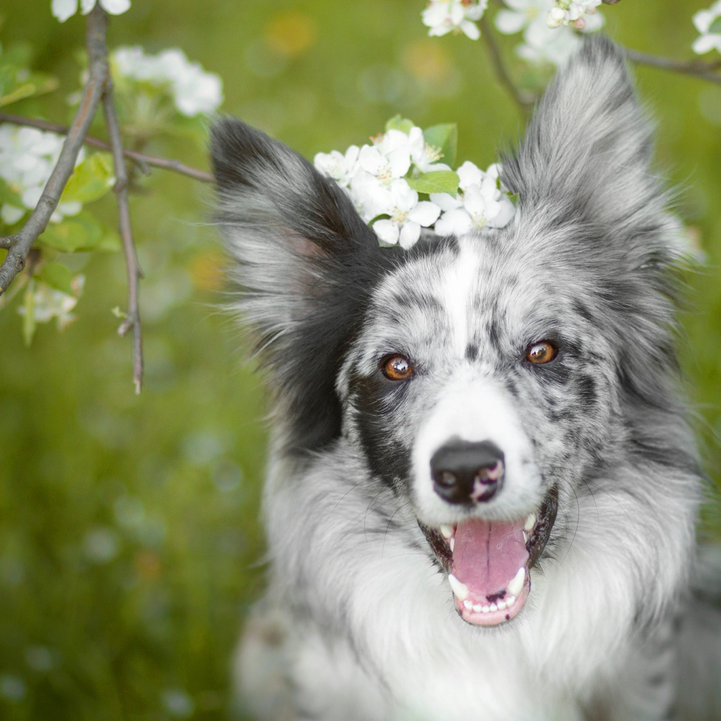 Веселая собака породы бордер колли с открытой пастью 