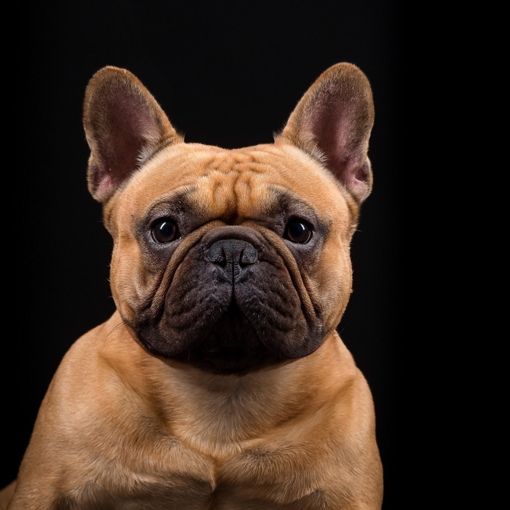 Морда Французского бульдога на черном фоне крупным планом