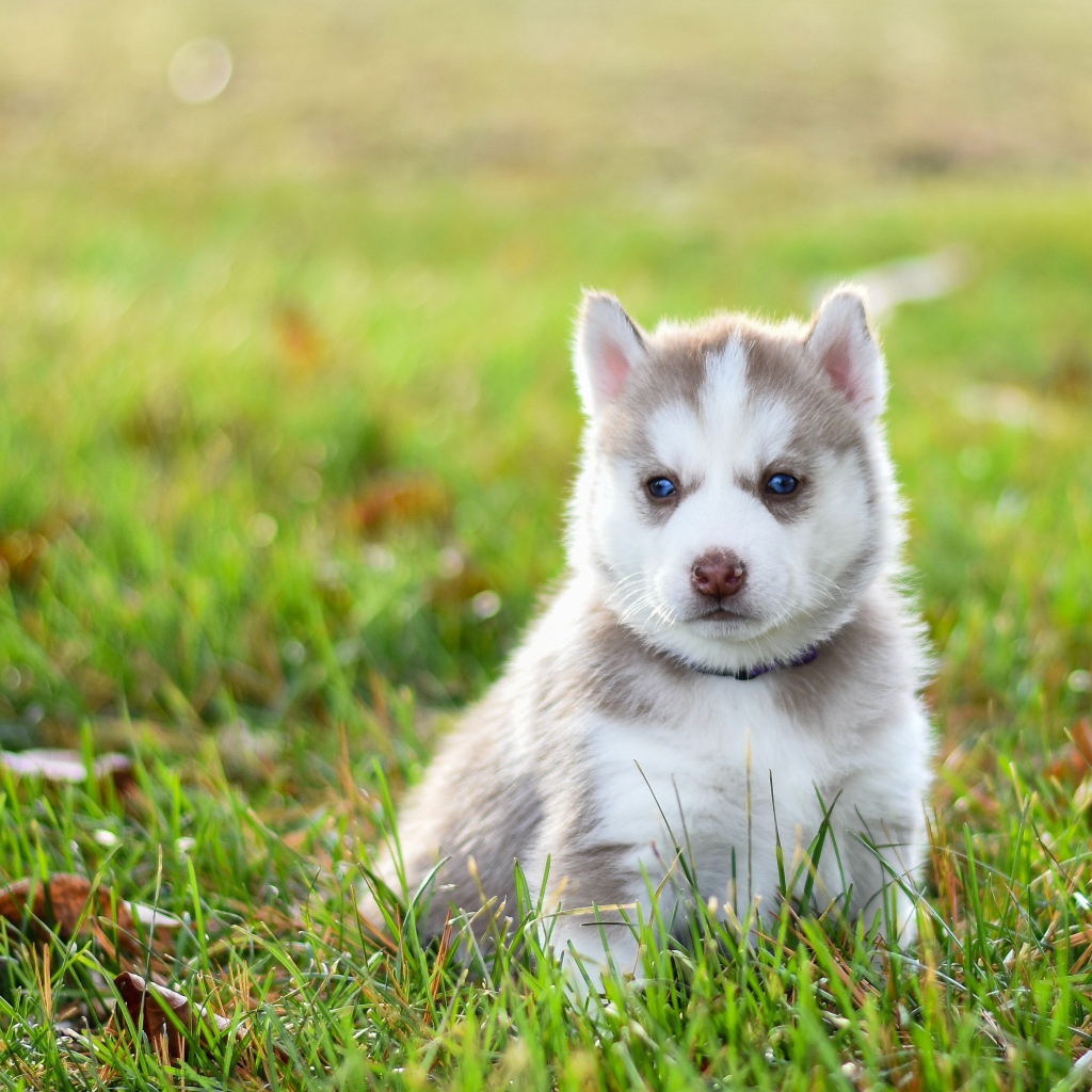 Задумчивый щенок хаски сидит на зеленой траве