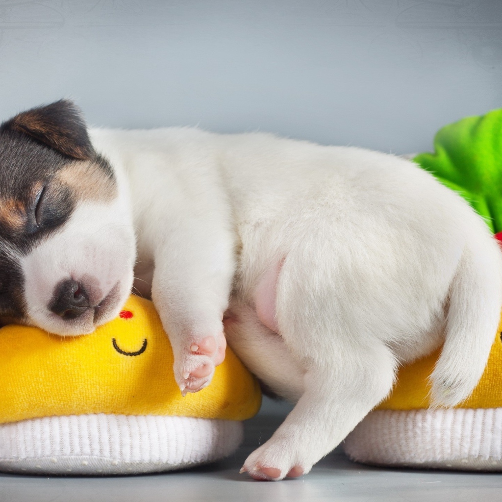 Щенок спит на детских пинетках 