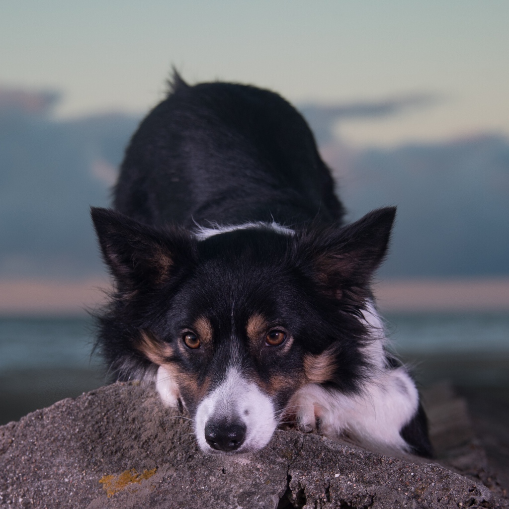 Породистая собака лежит на камне 