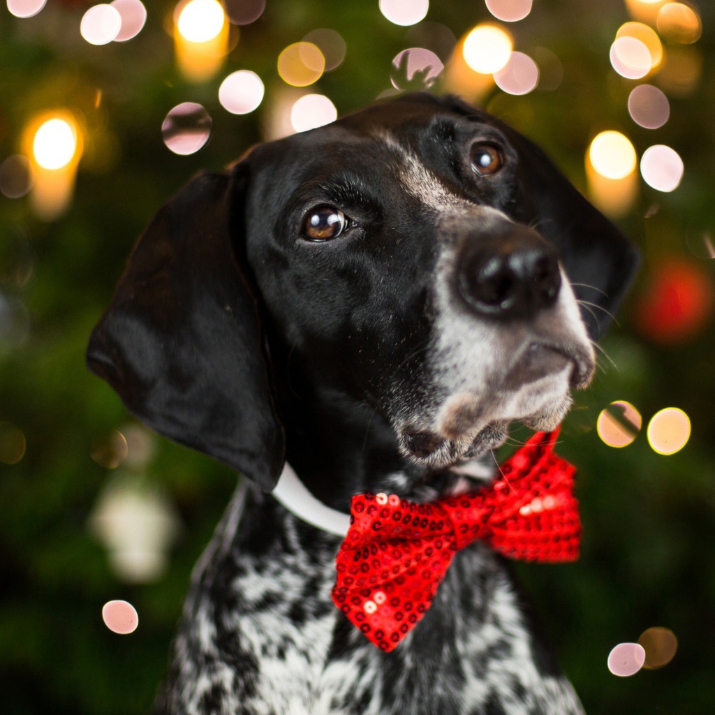 Породистый пес с красным бантом на шее 