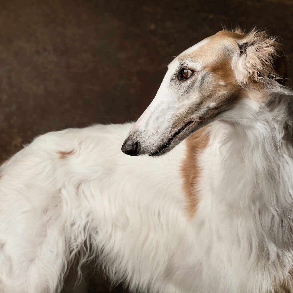 Русская псовая борзая крупным планом