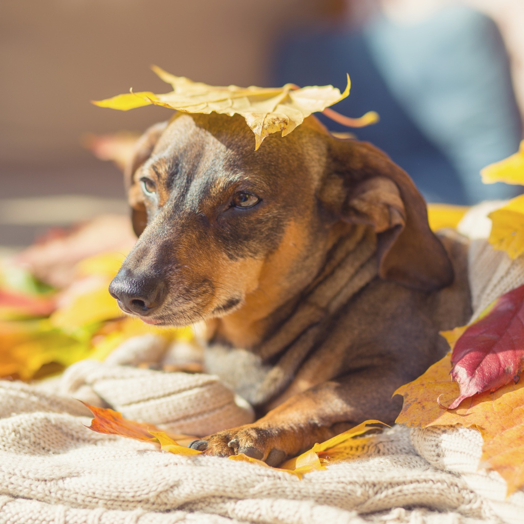 Грустная собака лежит на опавших листьях 
