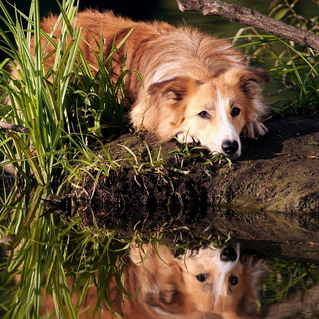 Грустный рыжий пес лежит на берегу пруда