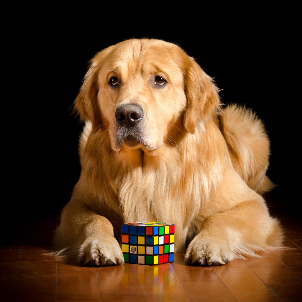 Грустный золотистый ретривер лежит с кубиком Рубика 