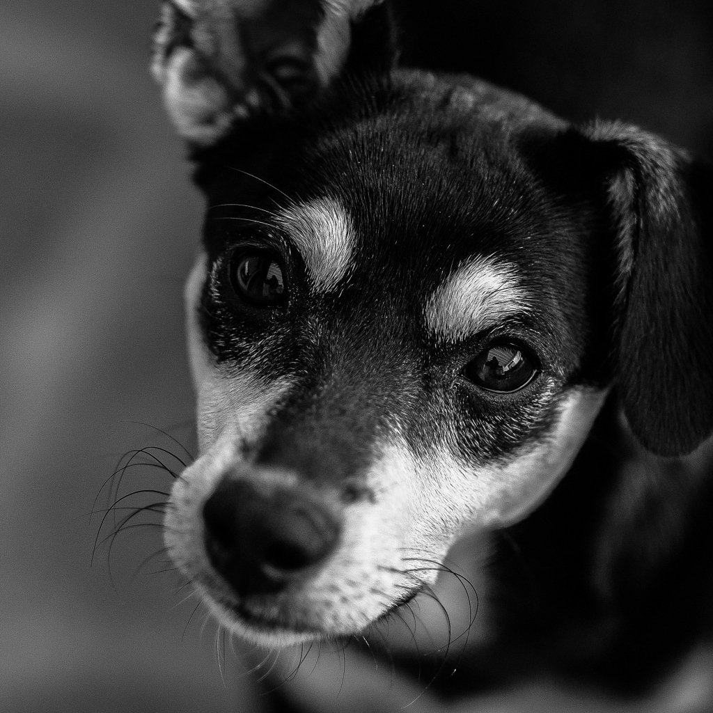 Грустный взгляд  пса черно-белое фото