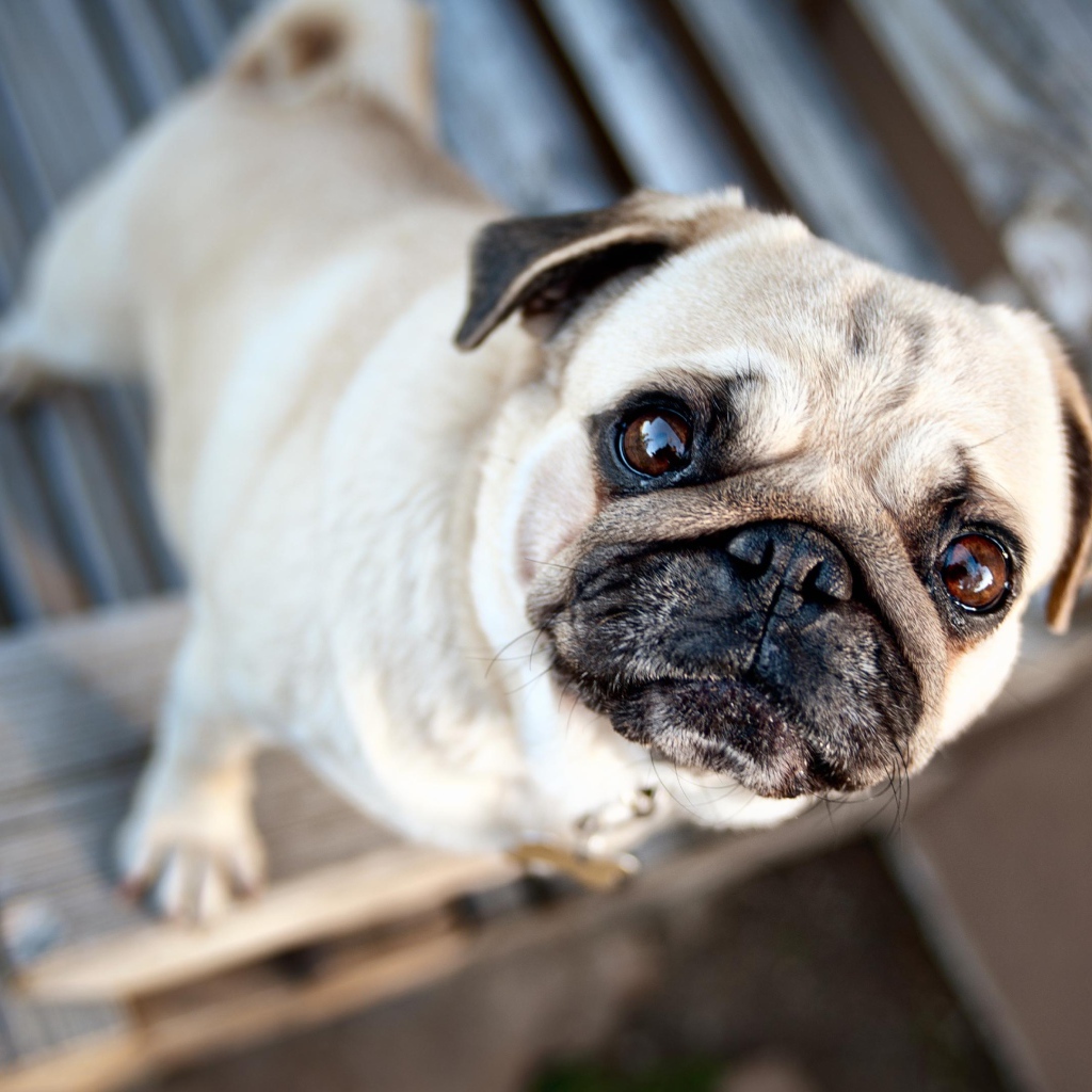 Грустный мопс смотрит на хозяина 