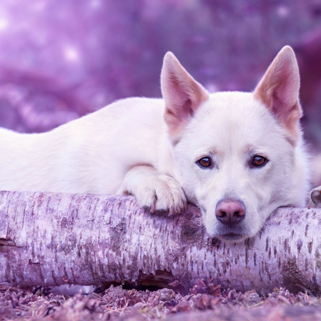 Грустная белая овчарка лежит на сухом дереве 