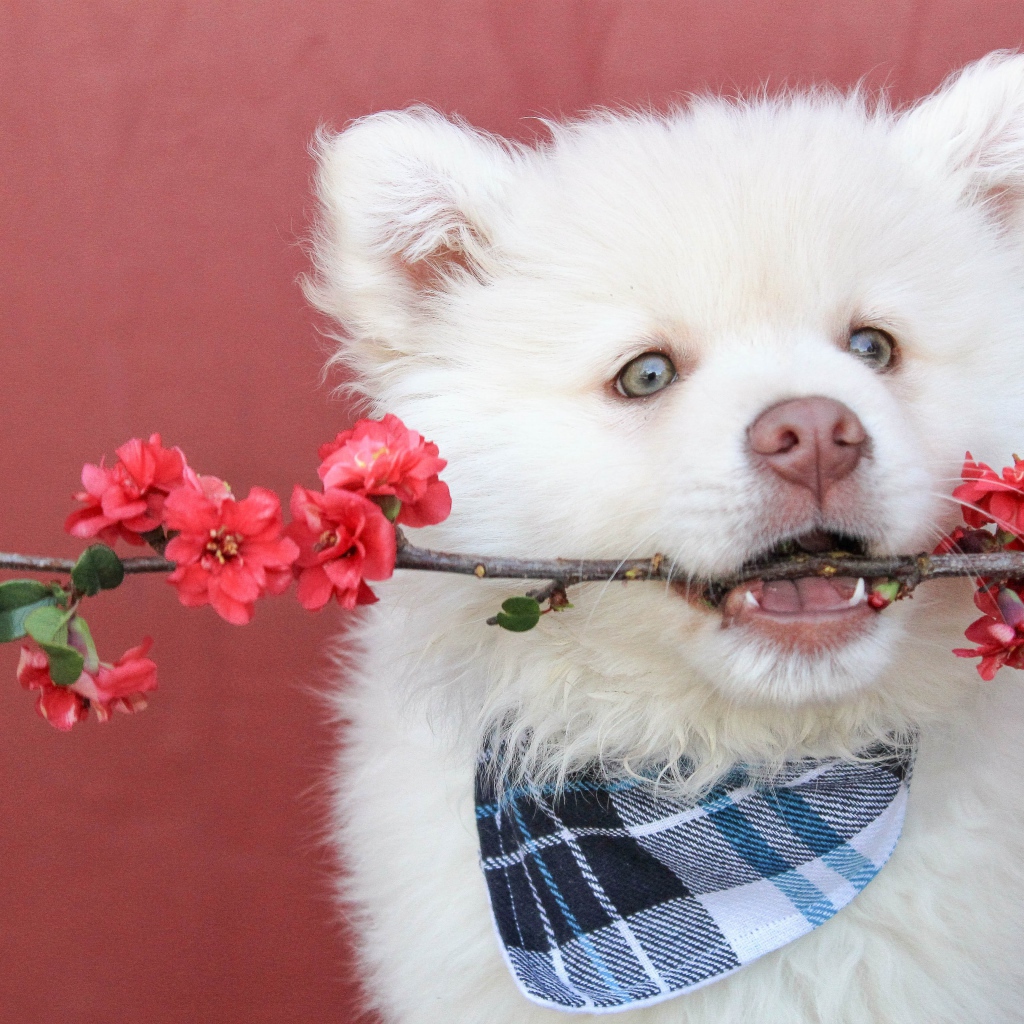 Samoyed husky puppy with a branch in his teeth