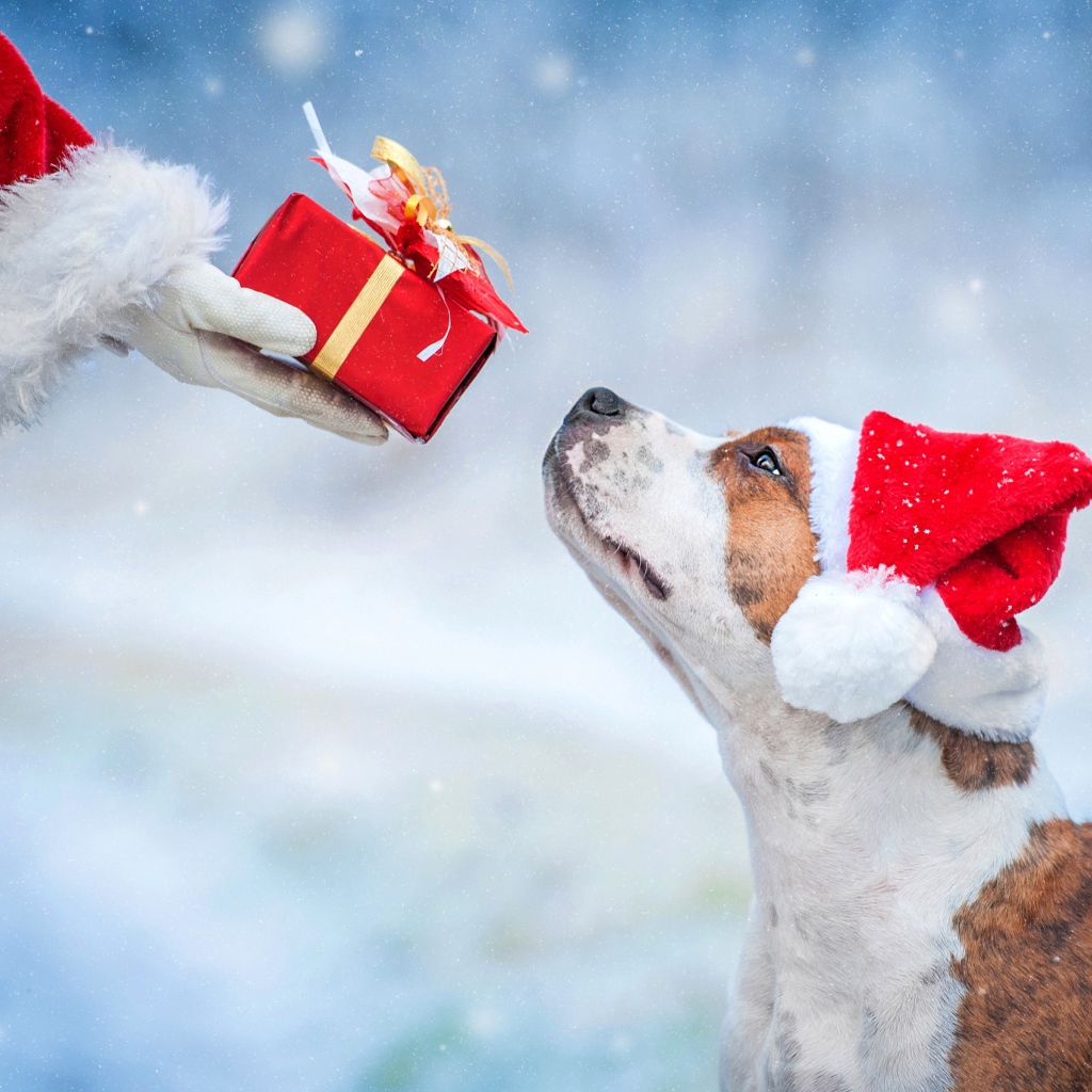 Санта Клаус дарит подарок собаке на Рождество 