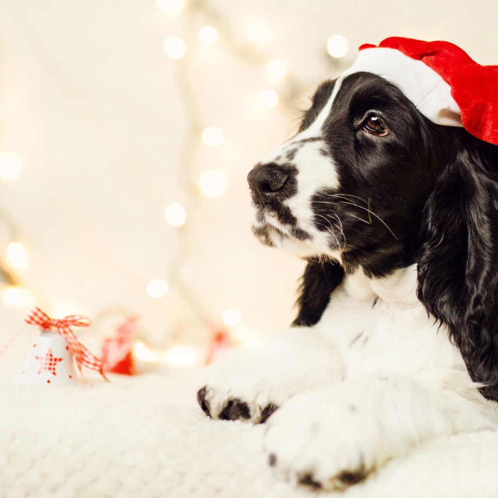 Собака породы сеттер в шапке Санта Клауса 