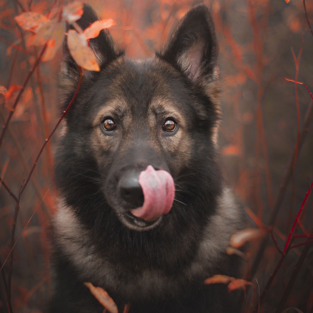 Овчарка облизывает морду языком