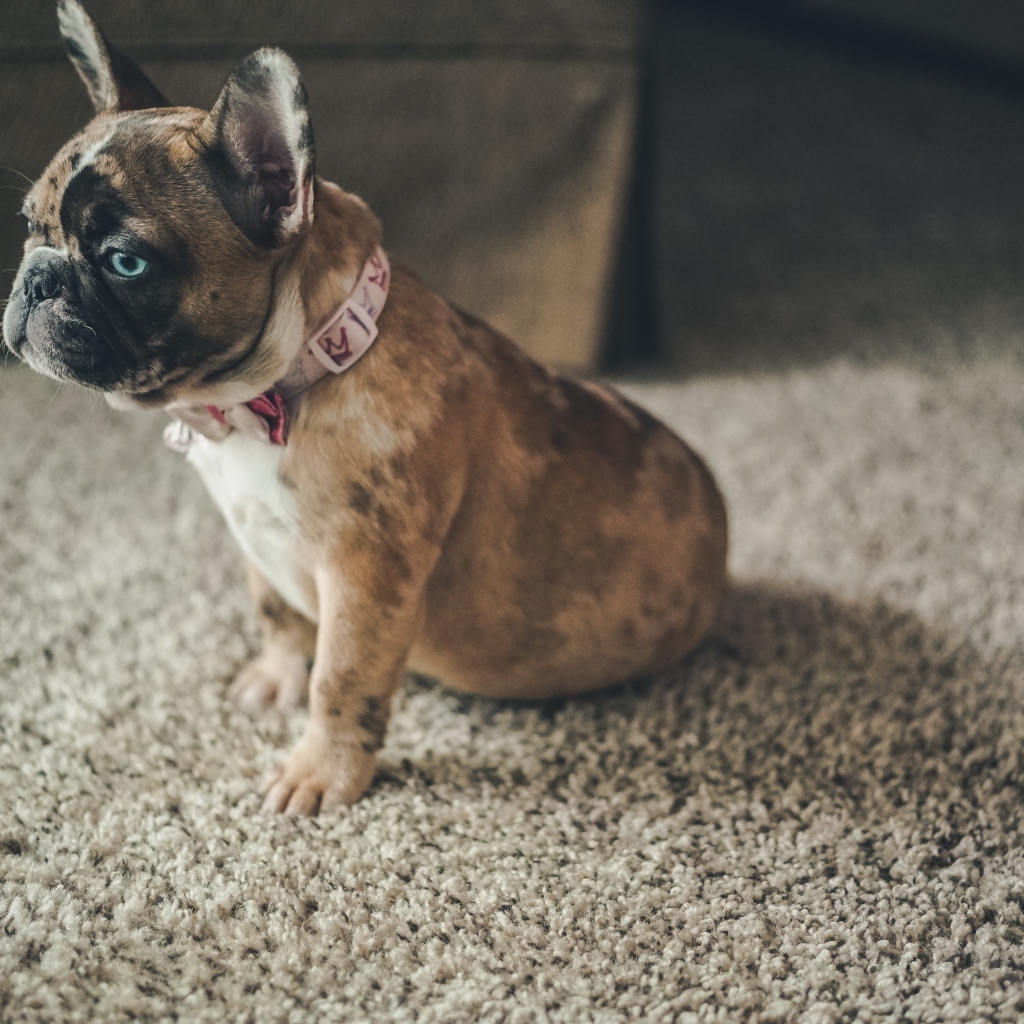 Маленький голубоглазый щенок французского бульдога 