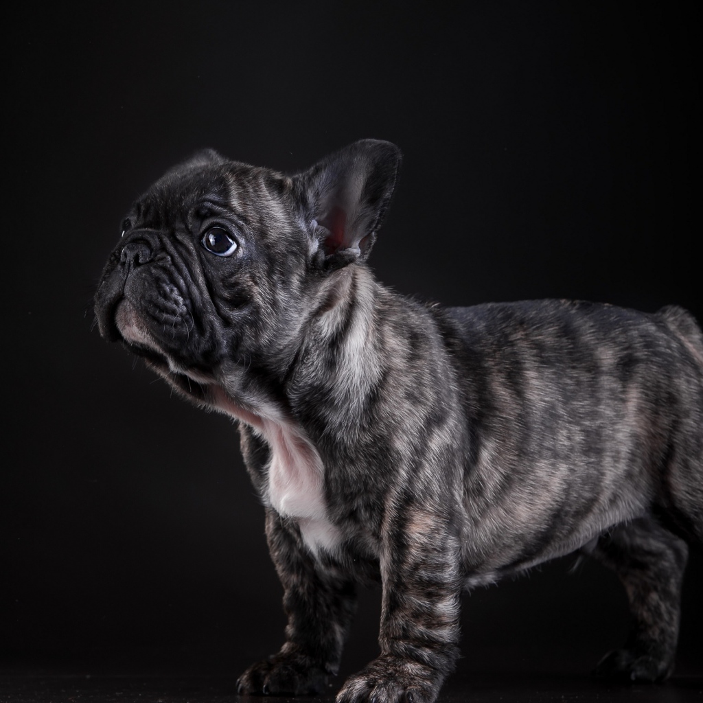 Маленький щенок французского бульдога на черном фоне