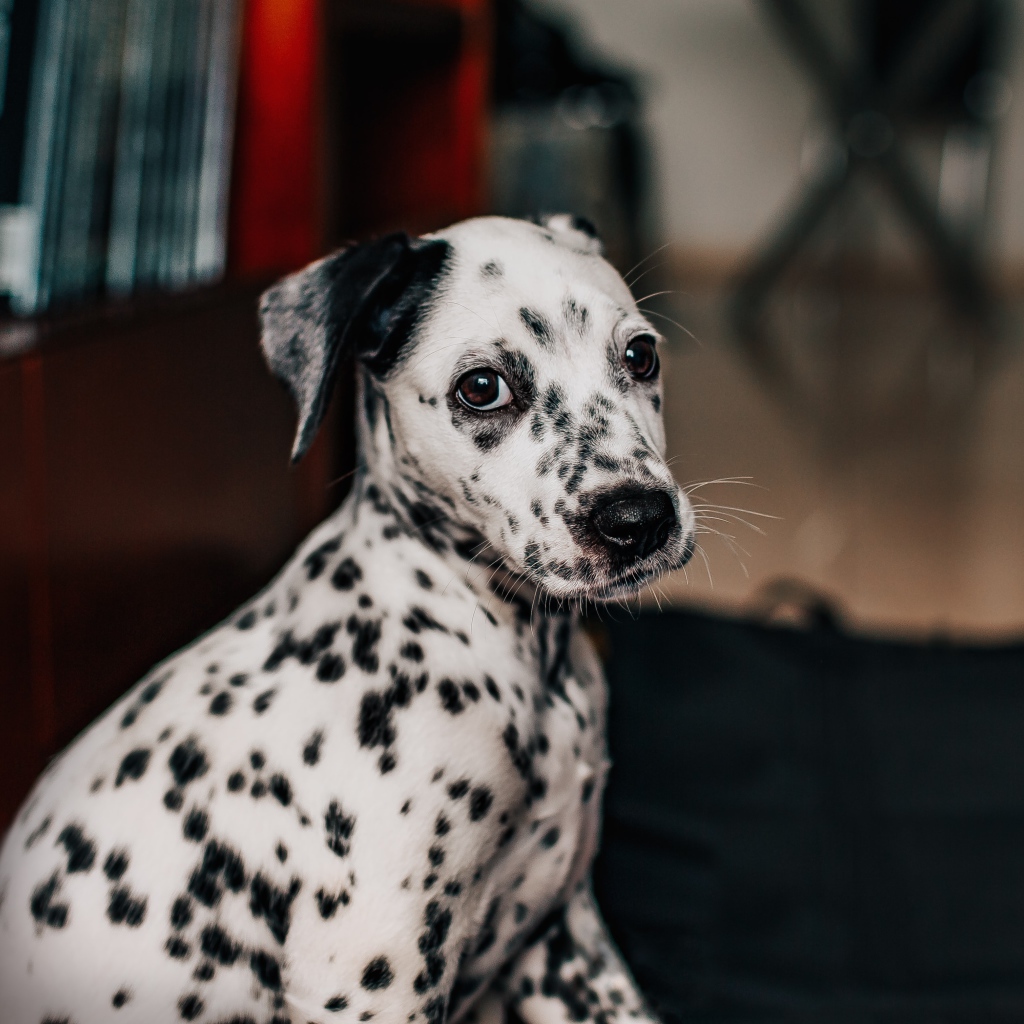 Маленький пятнистый щенок далматина