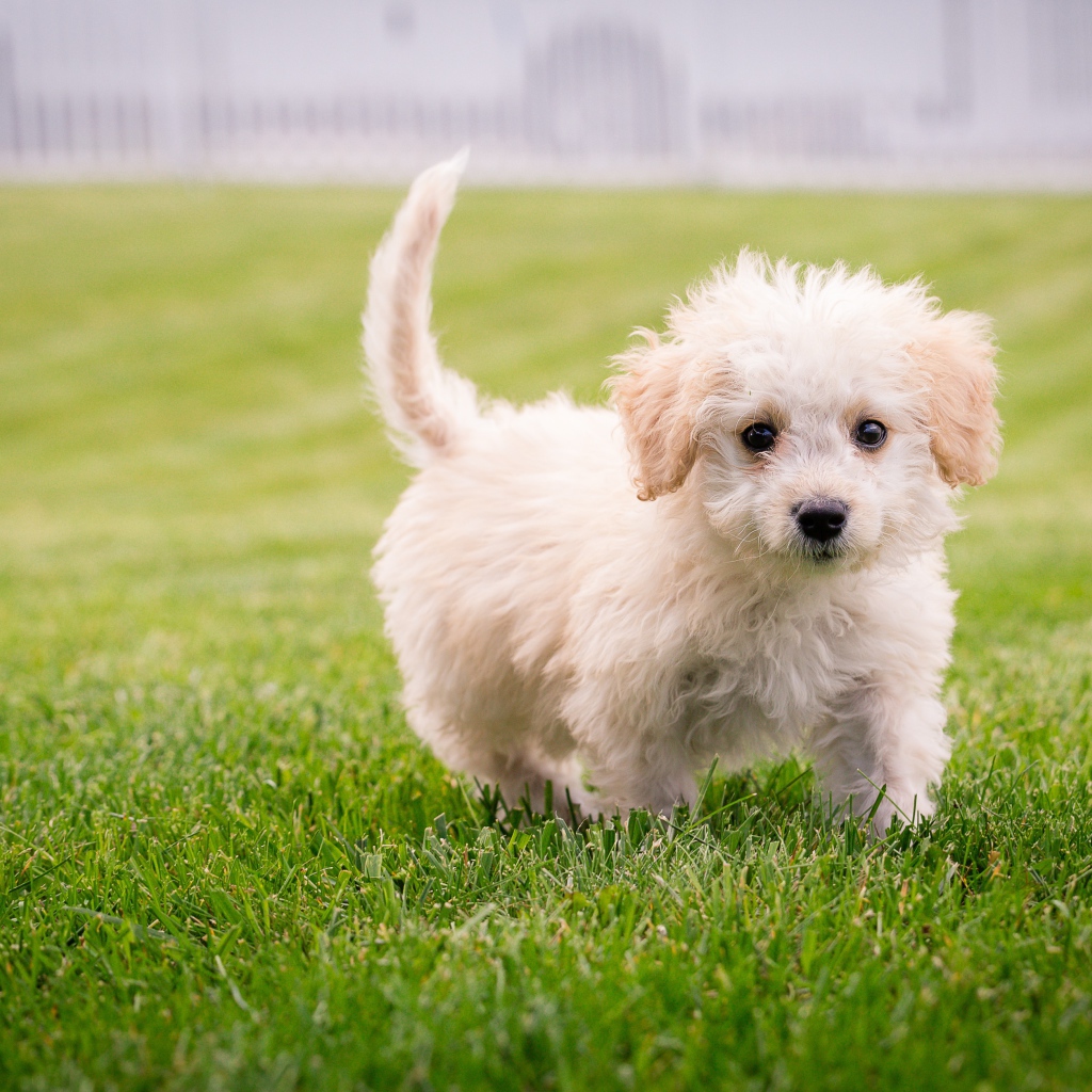 Small white fluffy puppy on a green lawn