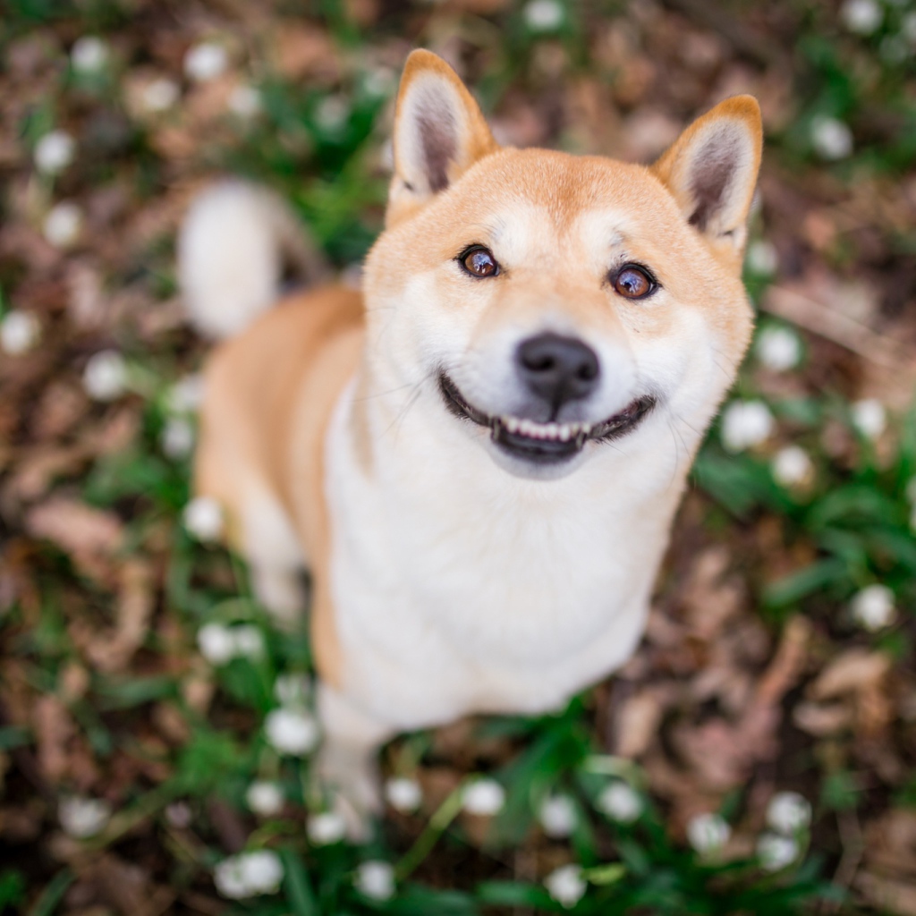 Улыбающаяся собака породы акита ину 