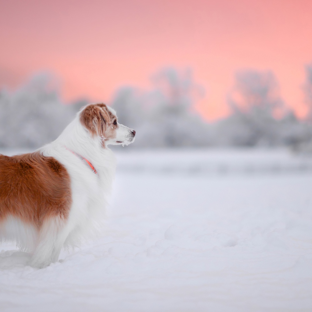 Породистый пес стоит на снегу 