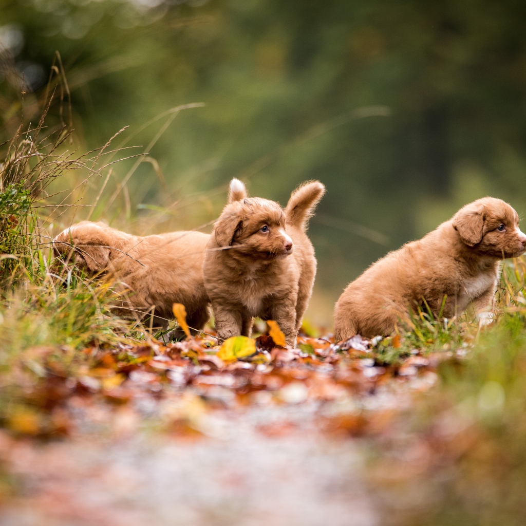 Три маленьких коричневых щенка идут по тропинке 