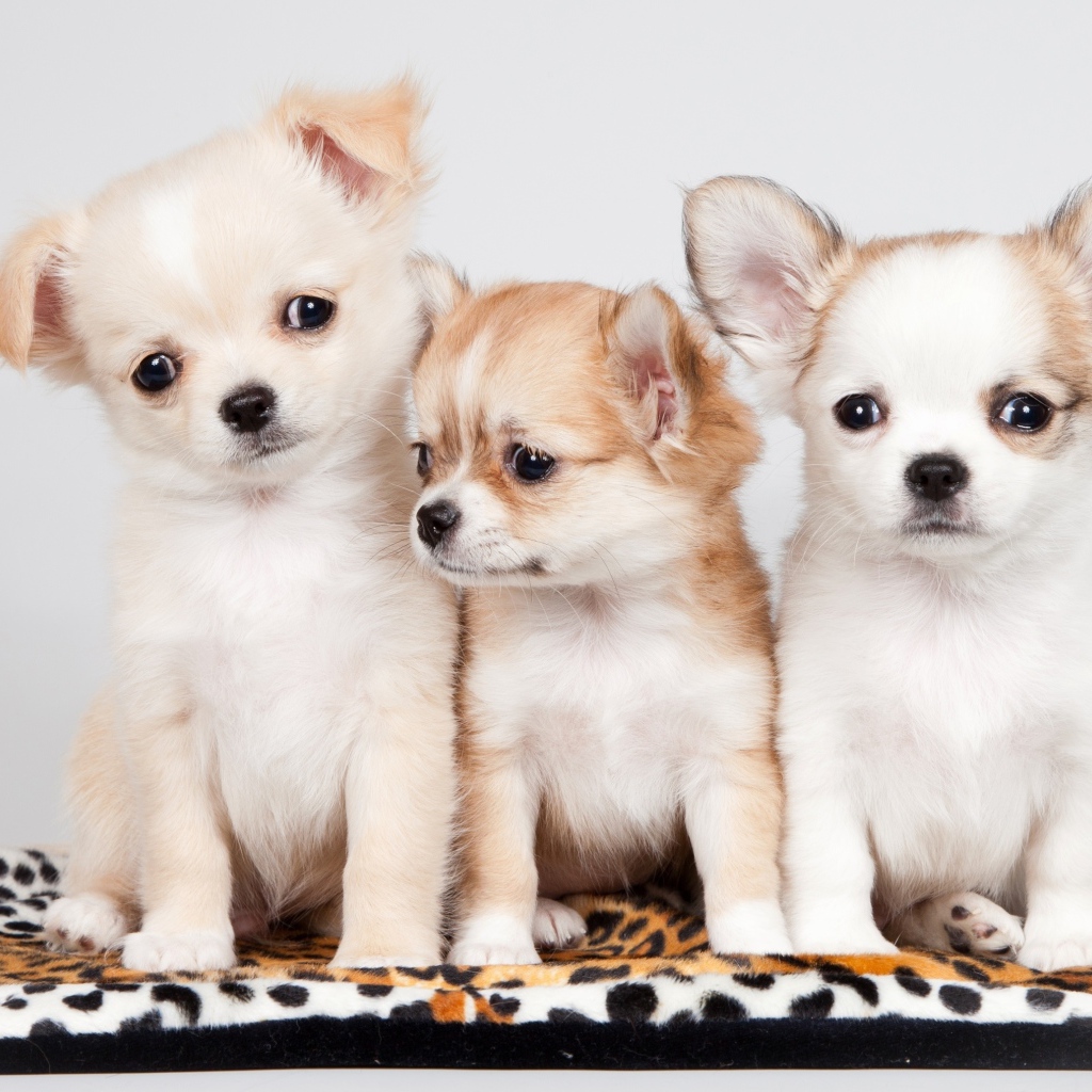 Три маленьких забавных щенка чихуахуа