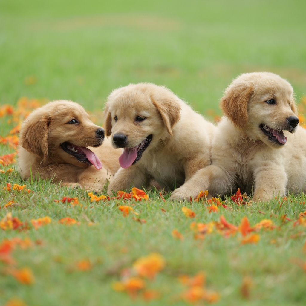 Три маленьких щенка золотистого ретривера на зеленой траве 