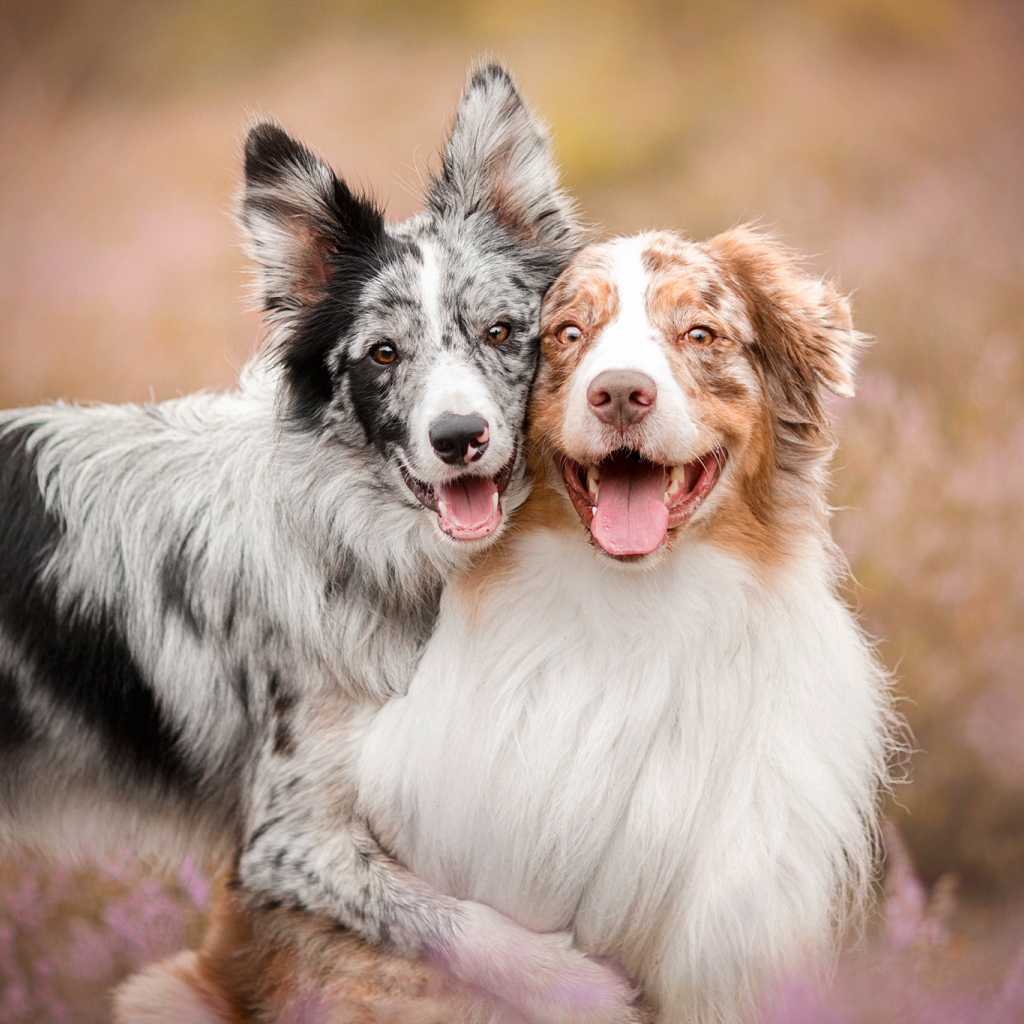 Две собаки породы австралийская овчарка с высунутым языком
