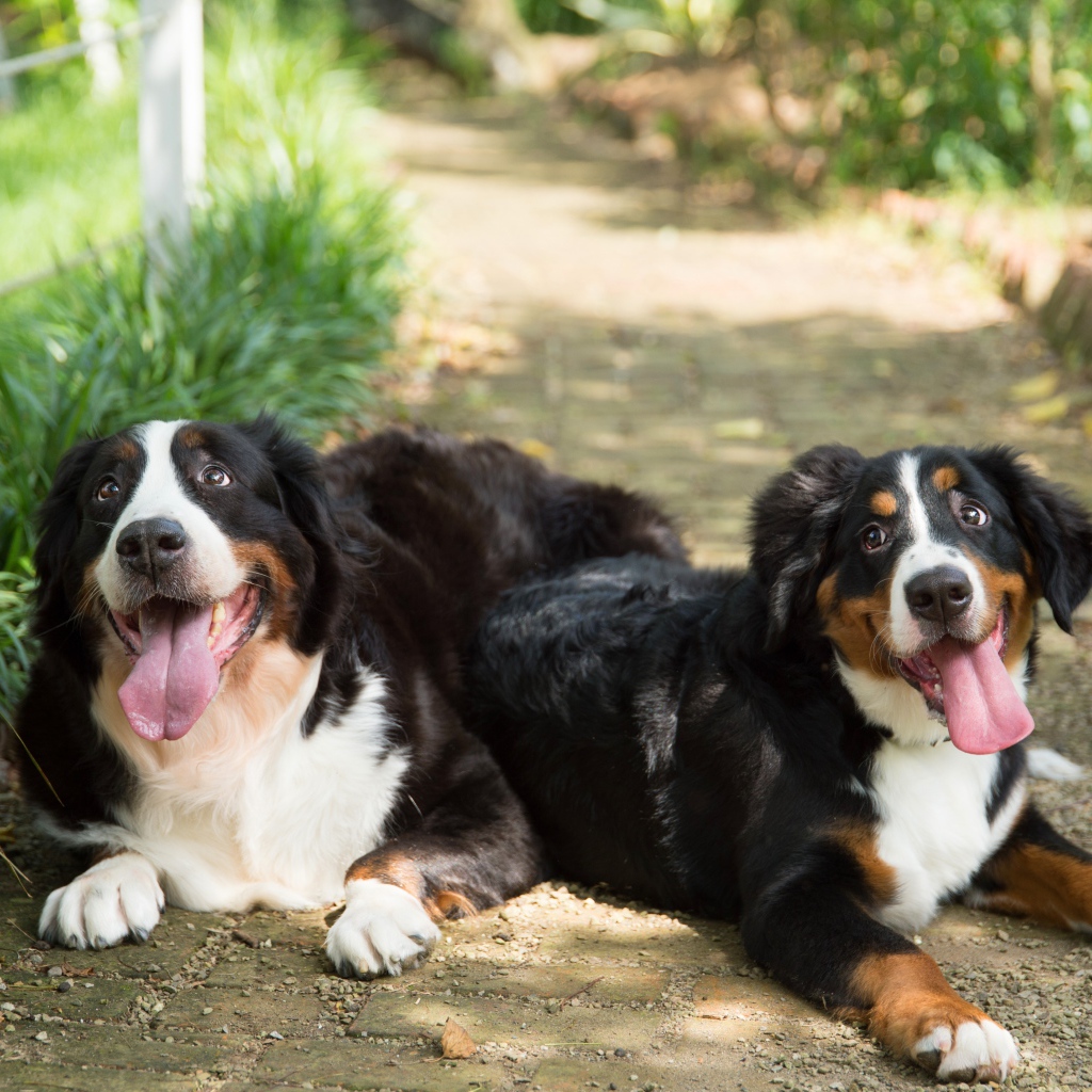 Две собаки породы Бернский зенненхунд с высунутым языком