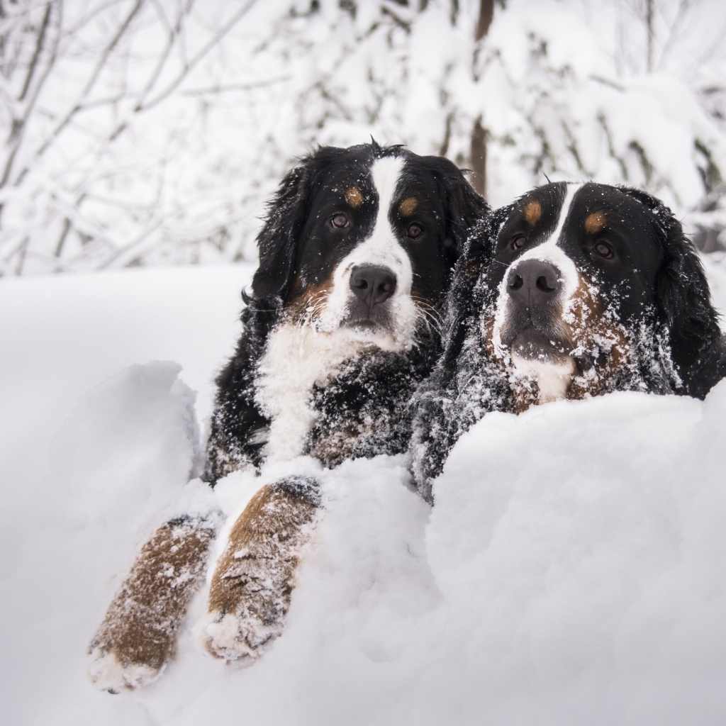 Две собаки Бернский зенненхунд лежат на снегу 