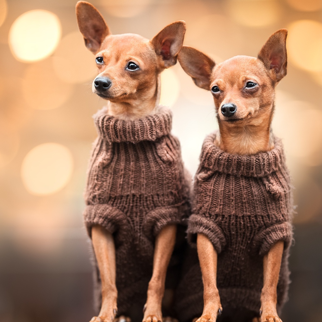 Две собаки породы чихуахуа в свитерах