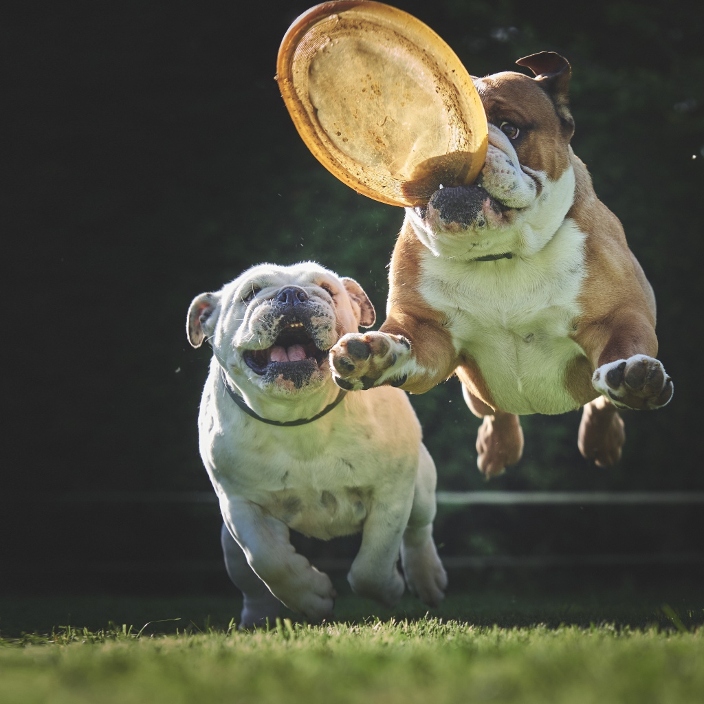 Two english bulldogs playing with a flying saucer