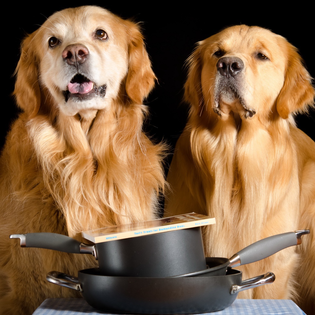 Два золотистых ретривера со сковородками и книгой на черном фоне