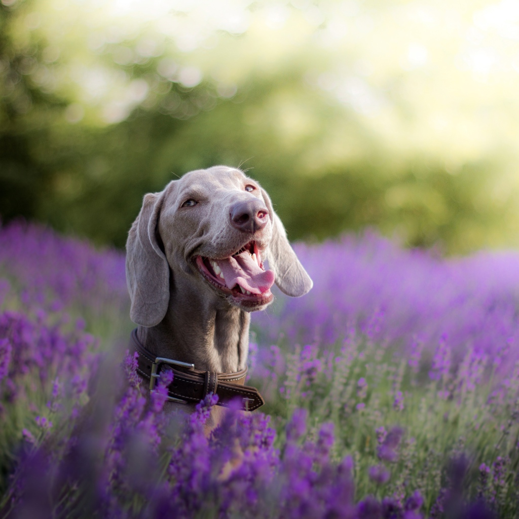 Собака породы Веймаранер с высунутым языком в цветах
