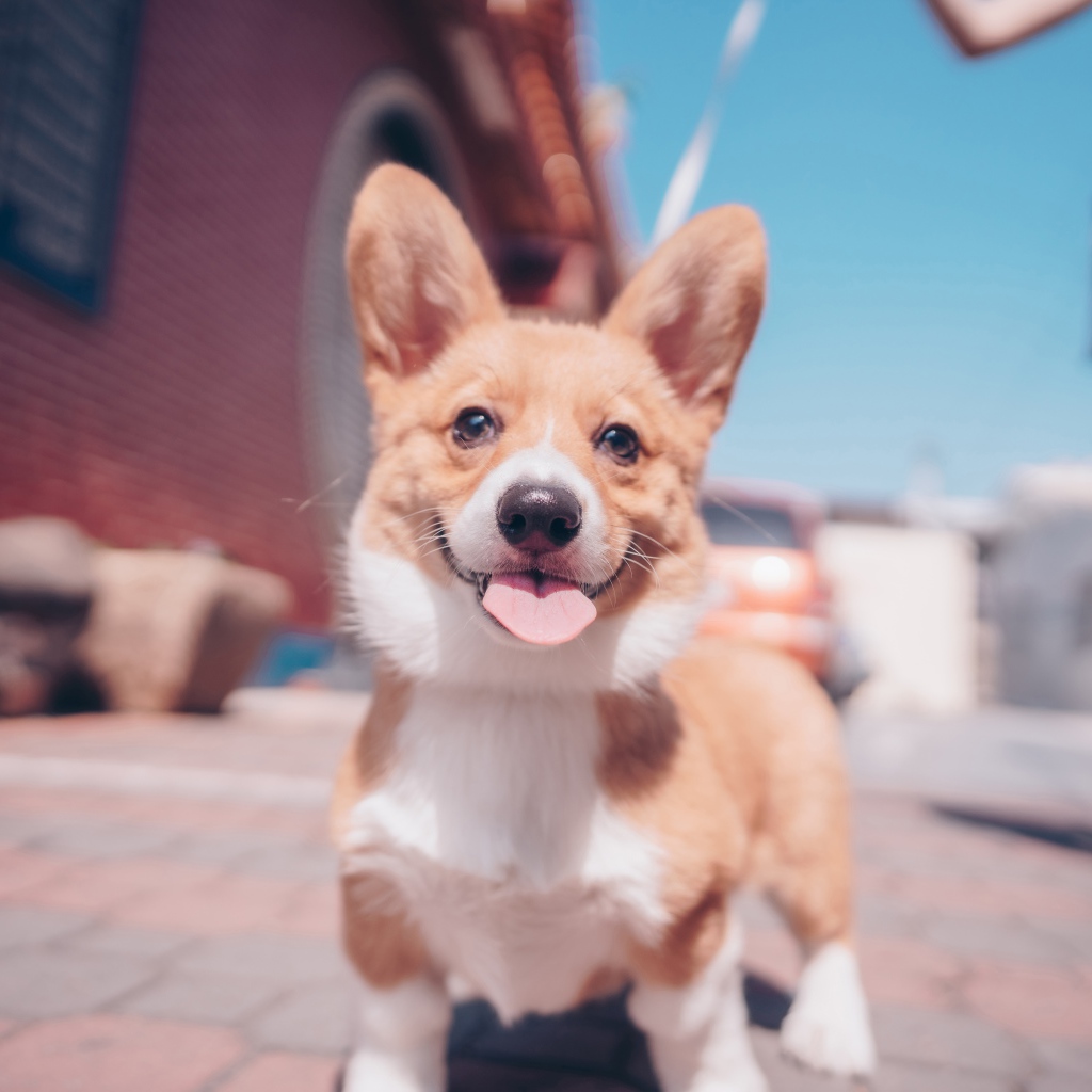 Смешной пес породы вельш-корги с высунутым языком