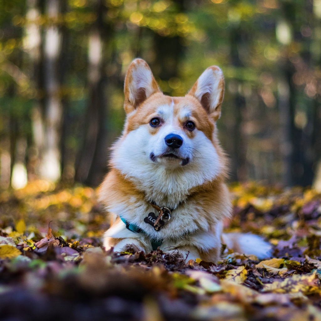 Собака породы вельш корги лежит на опавшей листве