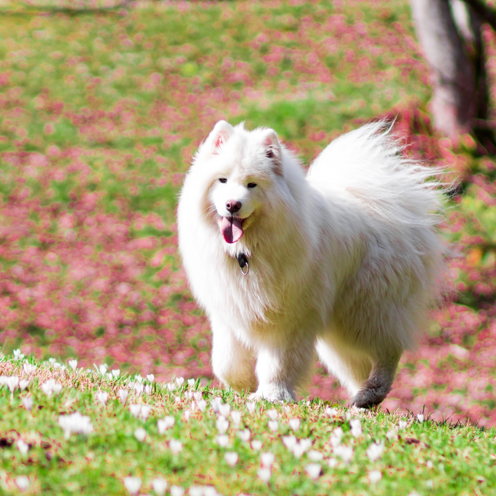 Белая самоедская собака с высунутым языком