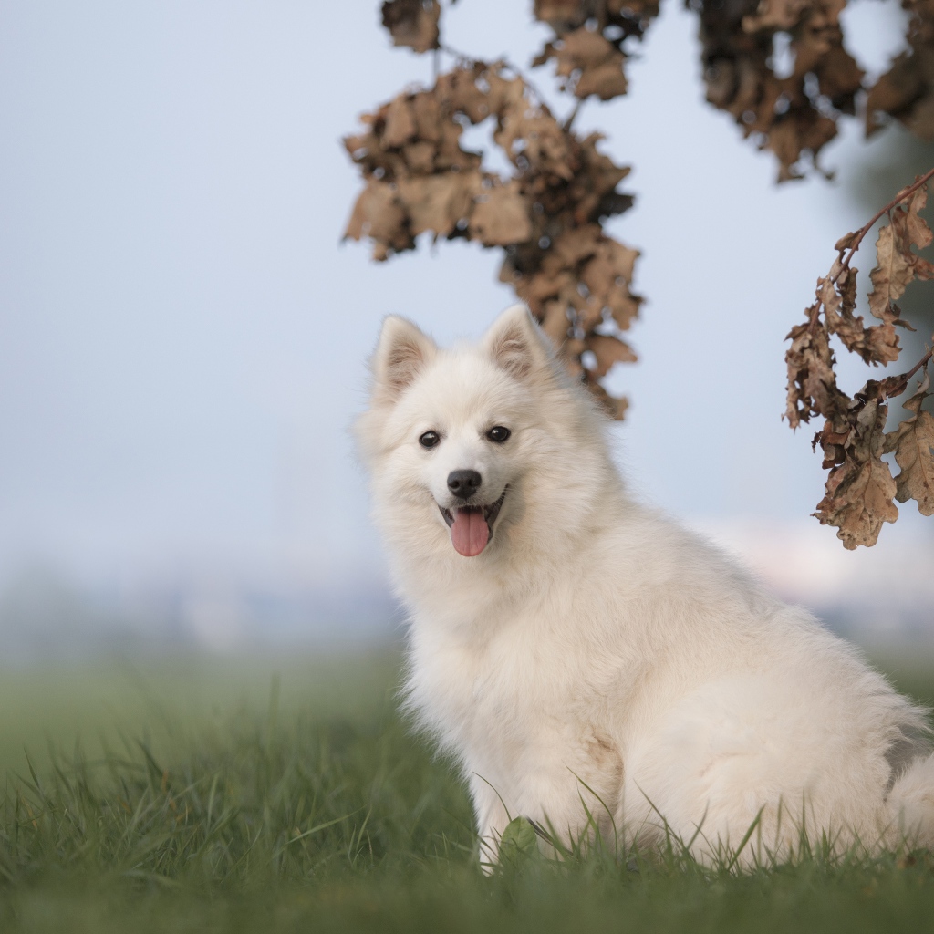 Белая собака породы японский шпиц сидит на траве