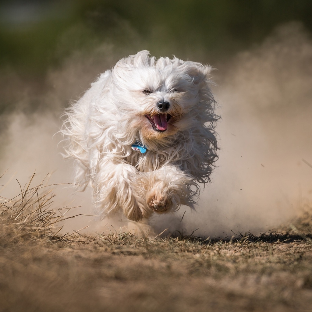 Белая пушистая собака бежит по дороге в пыли