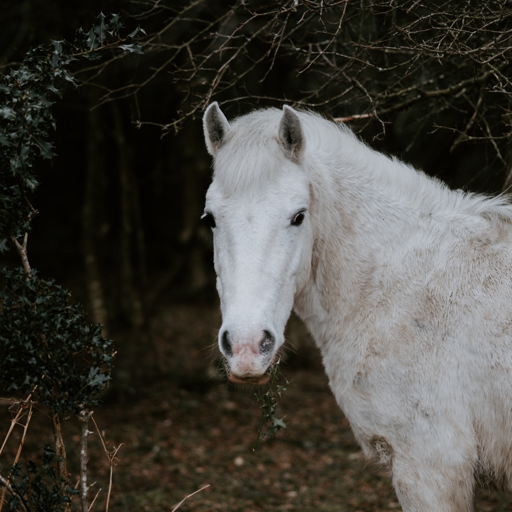 Белая лошадь пасется в лесу 