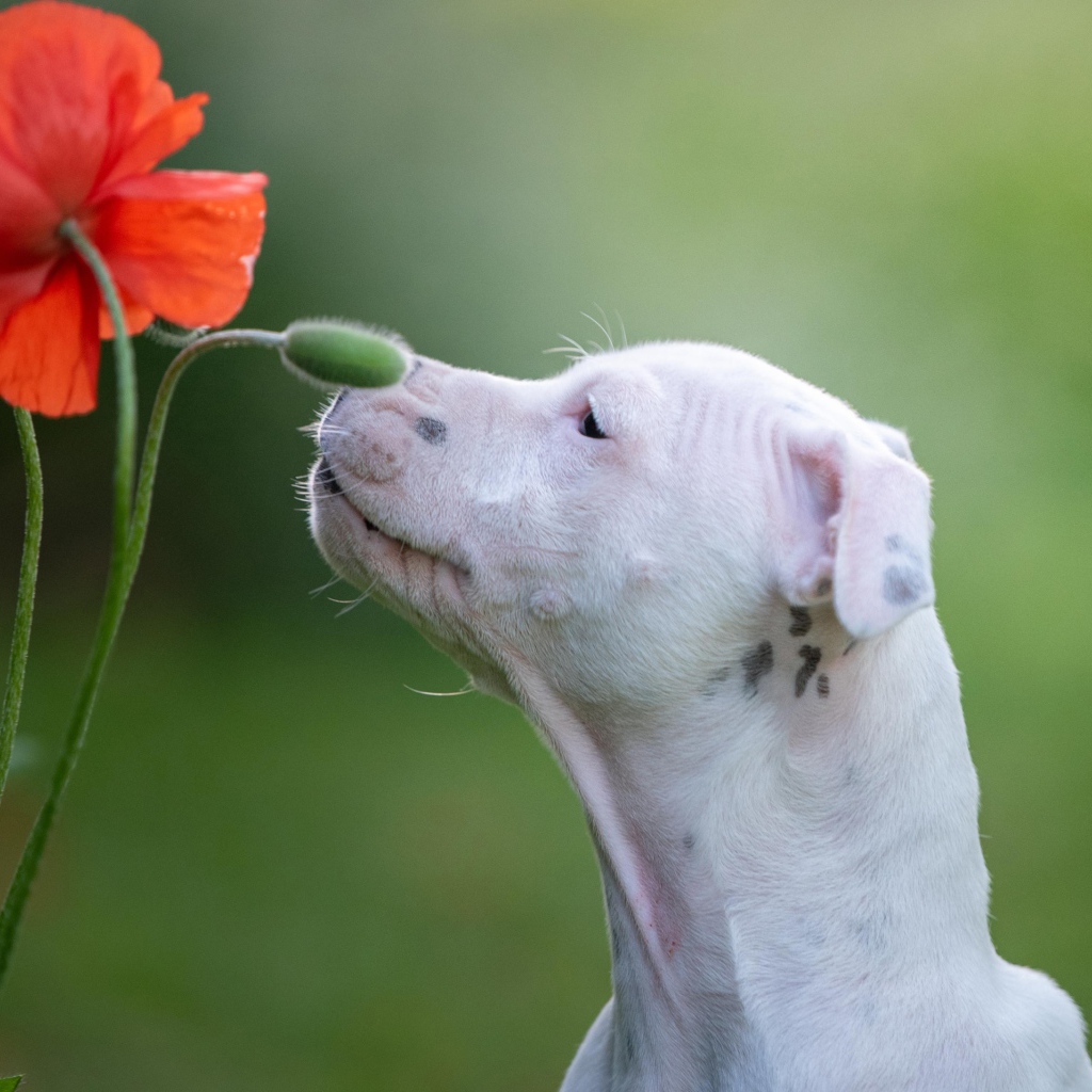 Белый породистый пес нюхает красный цветок мака